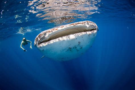 Donsol Whale Shark Interaction: Enigmatic Giants and Underwater Adventures!